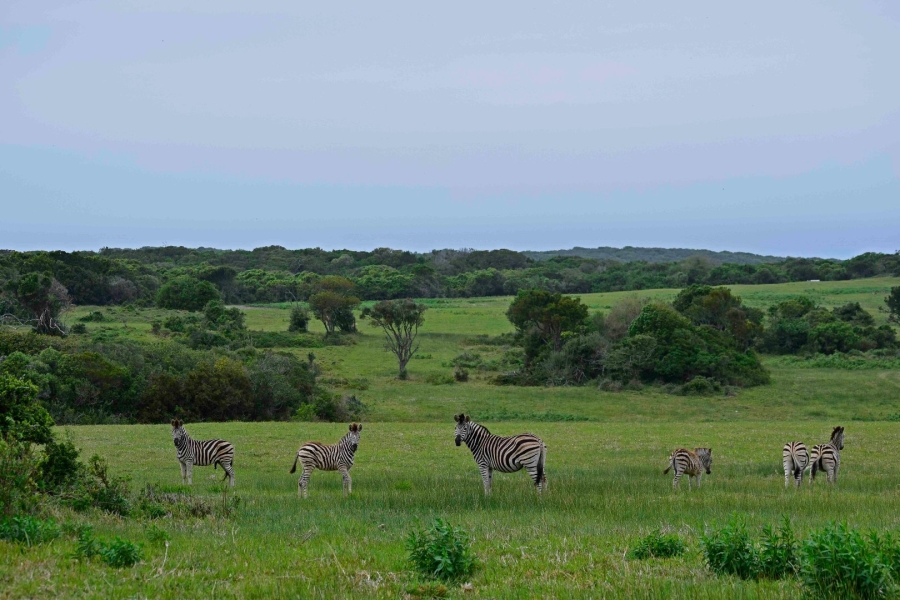 Commercial Property for Sale in Royalston Residential Estate and Wildlife Reserve Eastern Cape